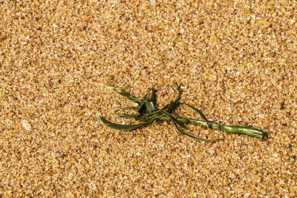 Graan van gouden patronen en texturen van zee zand — Stockfoto