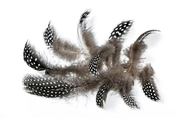 Black White spotted Guine Fowl Feathers on White — Stock Photo, Image