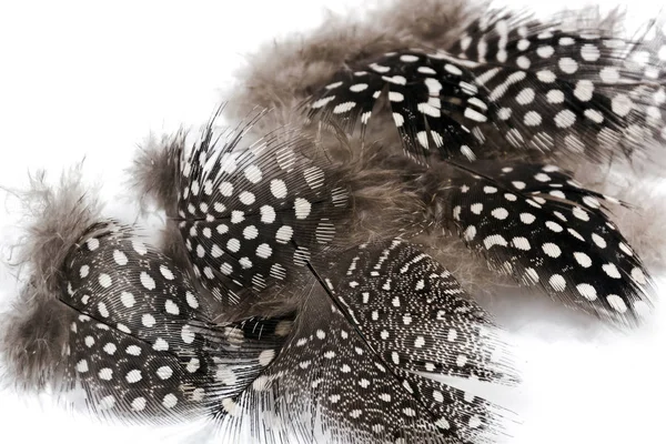 Black White spotted Guine Fowl Feathers on White — Stock Photo, Image