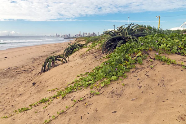 Végétation de dunes vertes rampantes avec fleurs violettes et aloès — Photo