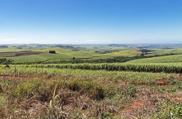 Zuckerrohrfelder gegen ländliche Landschaft — Stockfoto