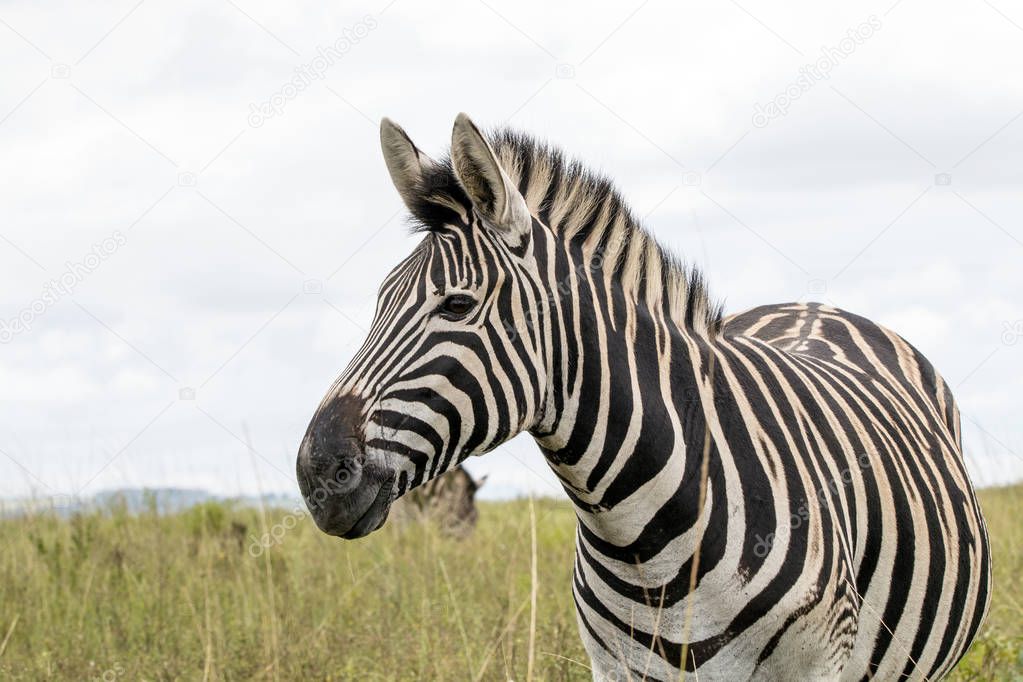 Single Zebra on Grassland Against Overcast Sky