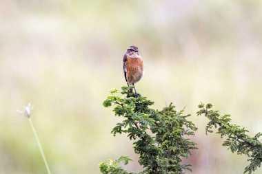 Yeşil Feaf dala tünemiş küçük kuş 