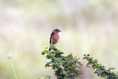Yeşil Feaf dala tünemiş küçük kuş 