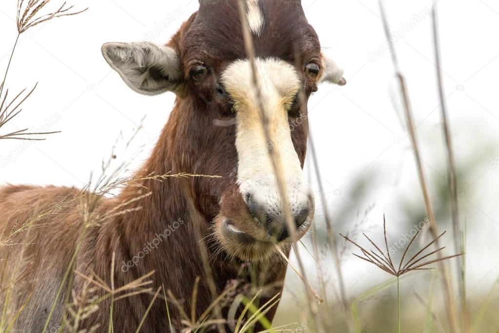 Face of Wild Blesbok Standing Amongst Tall Grass