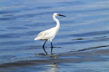 Durban Harbor sığ sularda küçük Egret Wading