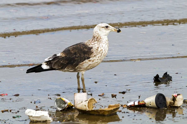 Petrel ptak brodząc w zanieczyszczonych mieliznach Harbor — Zdjęcie stockowe