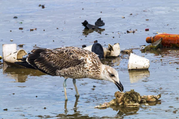 Petrel Bird Pecking at Pollution Debris in Harbor — Stock Photo, Image