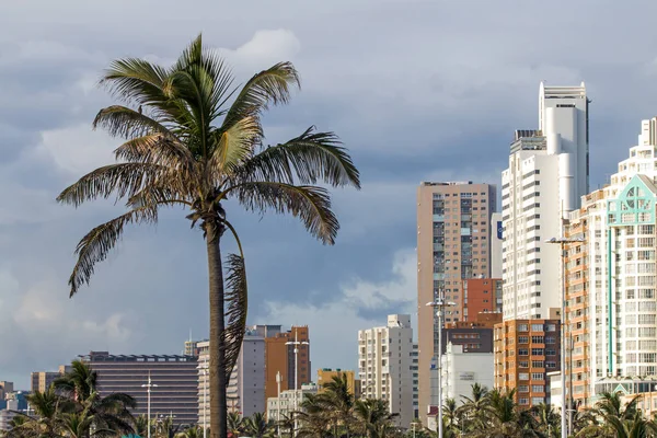 Palmeras contra el horizonte nublado de la ciudad en Durban —  Fotos de Stock