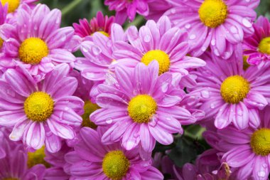 Bahçe ve çiçek açan Violet Kasımpatı çiçeği kapatın