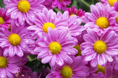 Bahçe ve çiçek açan Violet Kasımpatı çiçeği kapatın