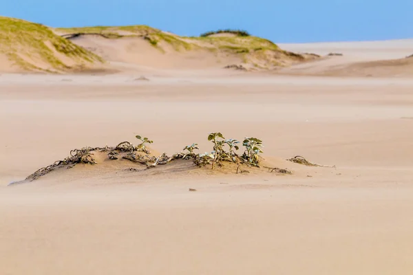Vento pesante che soffia sabbia sulla spiaggia contro lo skyline costiero — Foto Stock