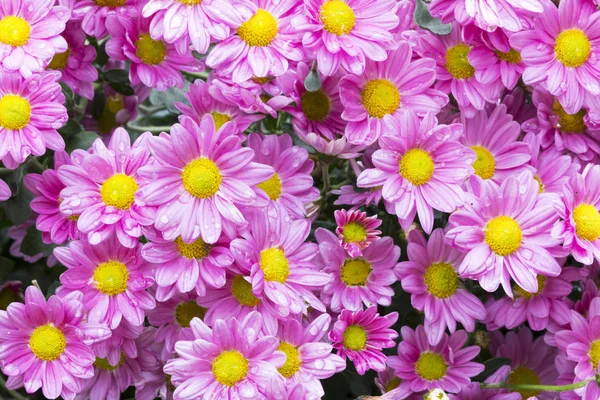 Nahaufnahme Garten mit blühenden violetten Chrysanthemenblüten — Stockfoto