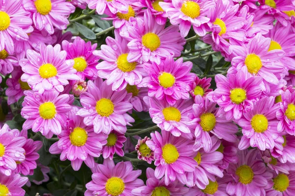 Close up Giardino di fiori di crisantemo viola in fiore — Foto Stock