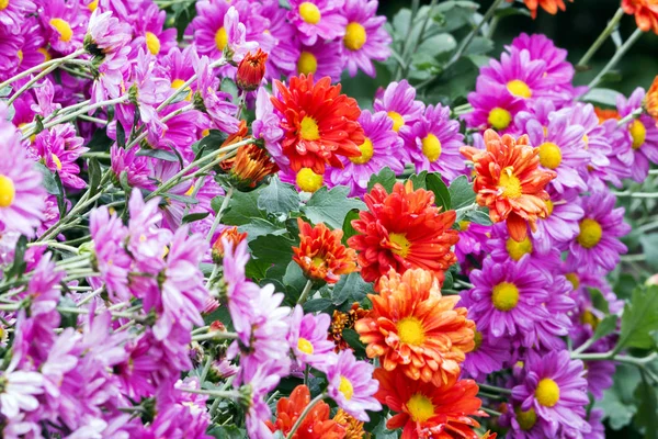 Fioritura viola e fiori di crisantemo Oronge — Foto Stock