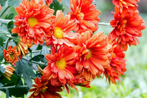 Close up Giardino di fiori di crisantemo in fiore — Foto Stock