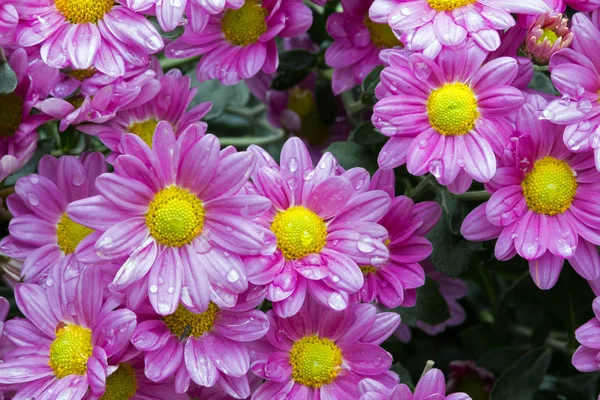 Close up Garden of Blooming Violet Chrysanthemum Flowers — Stock Photo, Image