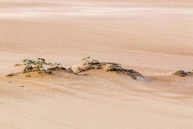 Solmuş kumul bitki örtüsü modelleri ve dokular plaj kum