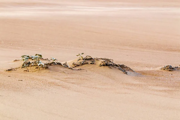Withered Dune Vegetazione su modelli e texture di sabbia da spiaggia — Foto Stock