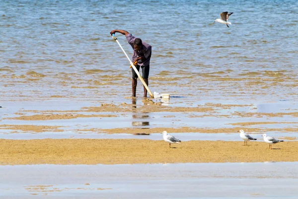 Adam ve çamur karides Harbor arayan martılar — Stok fotoğraf