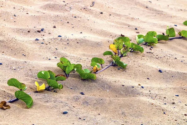 Vegetação de duna verde rastejante em padrões de areia — Fotografia de Stock