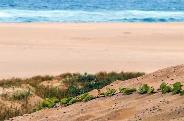 Vegetação de duna verde rastejante em padrões de areia — Fotografia de Stock