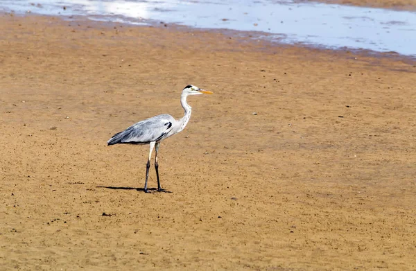 Grey Heron Bird na área de areia no porto — Fotografia de Stock