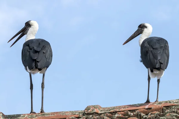 Duas cegonhas de pescoço lanoso contra o céu azul nublado — Fotografia de Stock