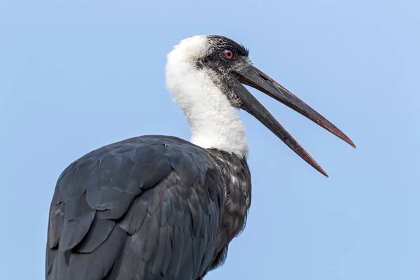 Ενιαία Woolly Necked πελαργός εναντίον μπλε συννεφιασμένο ουρανό — Φωτογραφία Αρχείου