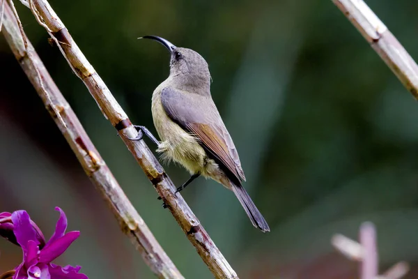 Dişi kuş Perchen bitki kök üzerinde uğultu — Stok fotoğraf