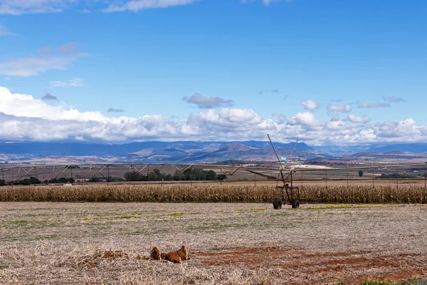 Paysage et montagnes d'hiver secs et froids dorés — Photo