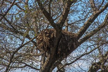 Ağaç dalları ve mavi gökyüzü karşı kuş yuva 