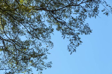 Ağaç dalları karşı mavi bulutlu gökyüzü görünümü altında