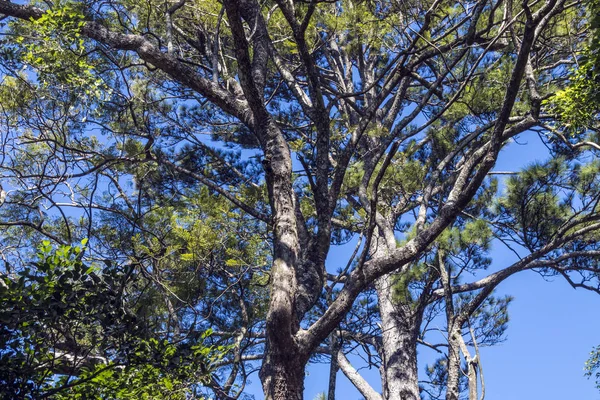 Vue des branches d'arbres contre le ciel nuageux bleu — Photo