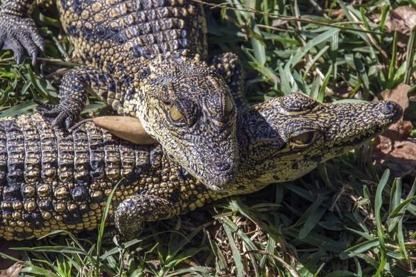 Jonge krokodillen Accross elkaar te leggen — Stockfoto