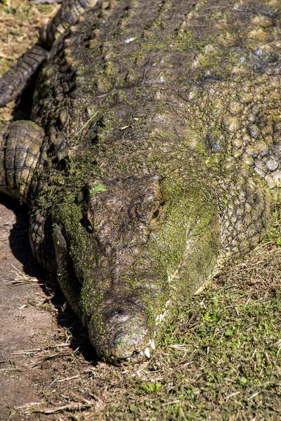Cabeza de cocodrilo recubierta de algas verdes tomando el sol —  Fotos de Stock