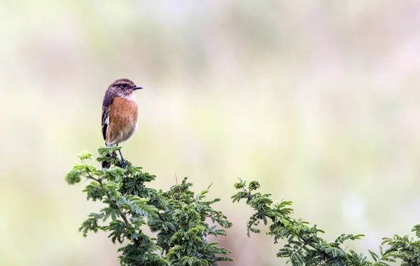 Pequeño pájaro encaramado en rama de hoja verde — Foto de Stock