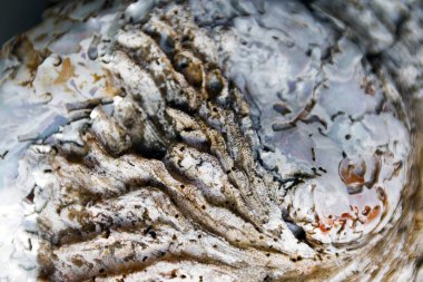 Bulanık desen ve deniz kabuğu dokular