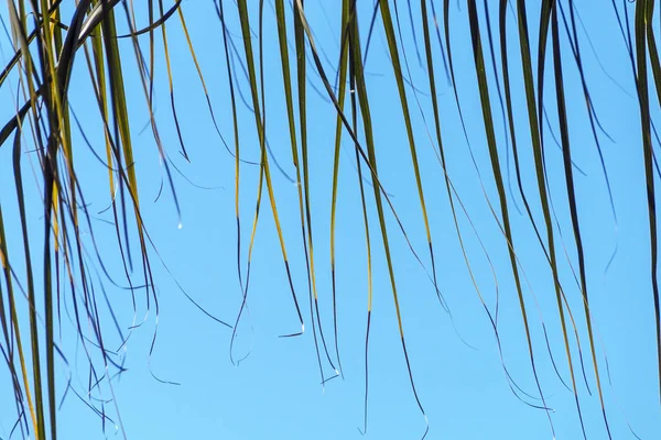 Avsnitt av Palm Leaf slutar blåser i vinden bakgrund — Stockfoto