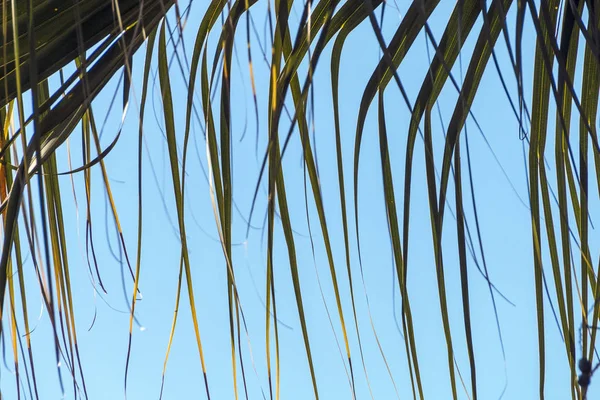 Část Palmový list končí, vane vítr pozadí — Stock fotografie