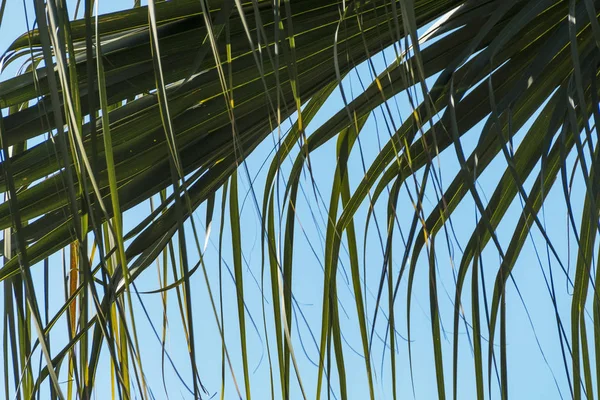 Část Palmový list končí, vane vítr pozadí — Stock fotografie