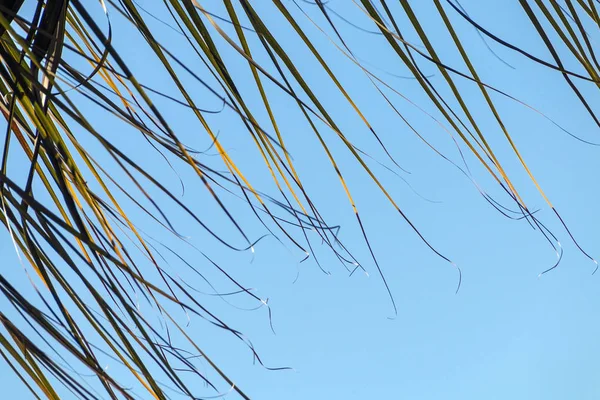 Sección de hojas de palma termina soplando en el fondo del viento —  Fotos de Stock