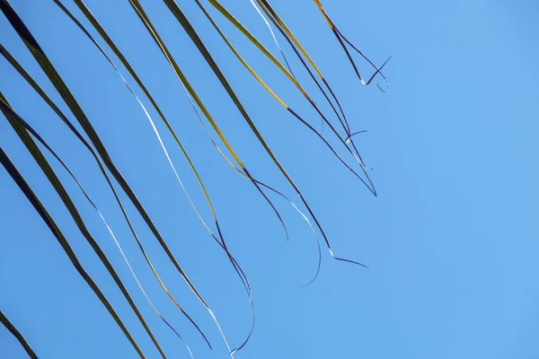 Avsnitt av Palm Leaf slutar blåser i vinden bakgrund — Stockfoto