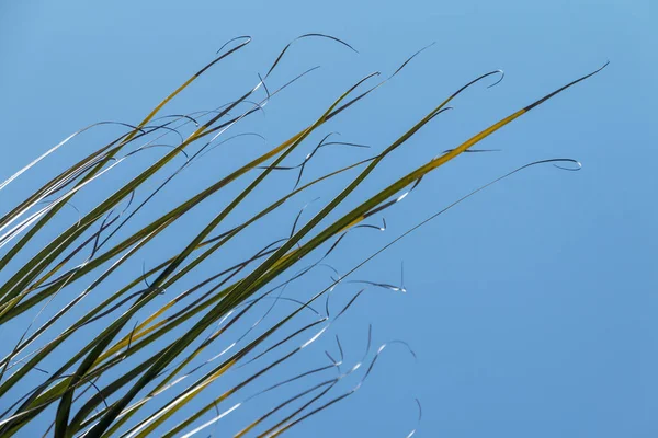 Ενότητα φύλλου φοινικών τελειώνει πνέει στον άνεμο φόντο — Φωτογραφία Αρχείου