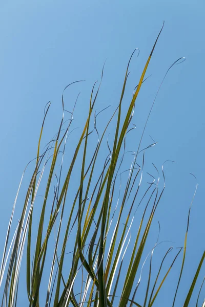 Sección de hojas de palma termina soplando en el fondo del viento —  Fotos de Stock