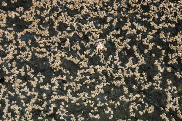 Patrones y Texturas de Roca Cubiertas en Antecedentes de percebes — Foto de Stock