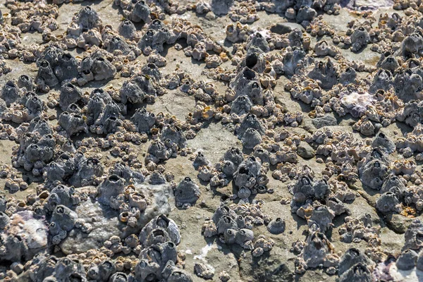 Muster und Texturen von Felsen mit Seepocken Hintergrund bedeckt — Stockfoto
