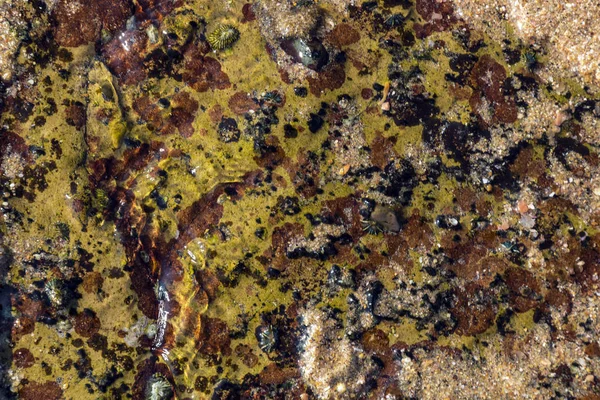 Barnacles colorés et motif et textures lichen sur le rivage — Photo