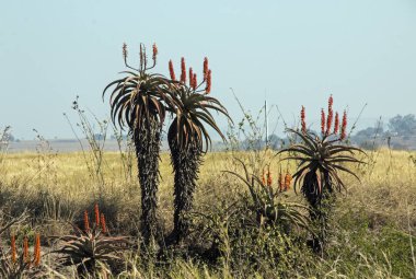Çiçekli Aloe bitkiler kuru kış Afrika peyzaj