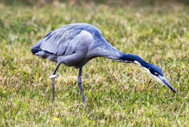 Kuru kış çimenlerde yiyecek arama Heron vahşi Siyah başlı 